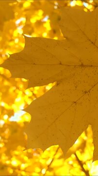 Vertical video of a golden autumn leaf close-up. Autumn leaves sways in wind.