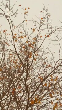 Vertical video of a beautiful autumn leaves in a wind.