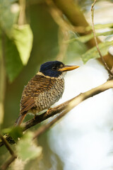 The scaly-breasted kingfisher or regent kingfisher (Actenoides princeps) is a species of bird in the family Alcedinidae endemic to  Sulawesi in Indonesia.