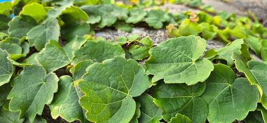 Leaves, plants, leaves, nature, courtyards, ivies, trees, food, vegetables, flowers, green,...