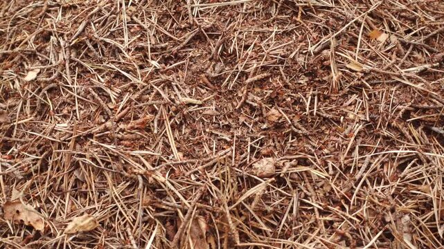 Video of a big anthill