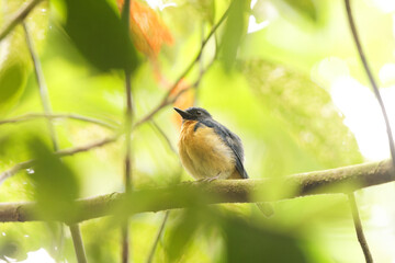 Sulawesi blue flycatcher (Cyornis omissus) is a species of bird in the family Muscicapidae. It is...