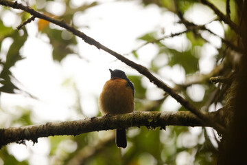 Sulawesi blue flycatcher (Cyornis omissus) is a species of bird in the family Muscicapidae. It is endemic to Sulawesi island, Indonesia.