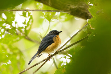 Sulawesi blue flycatcher (Cyornis omissus) is a species of bird in the family Muscicapidae. It is endemic to Sulawesi island, Indonesia.