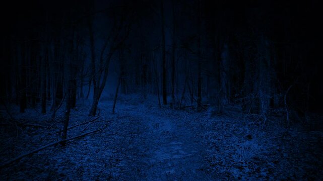 POV Moving Along Trail In Scary Night Forest