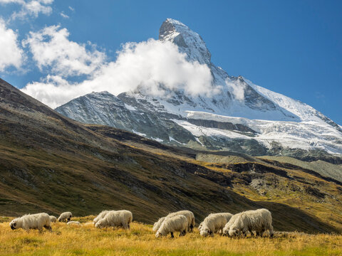 Switzerland, Zermatt, Schwarzsee, Valais Blacknose Sheep with Matterhorn