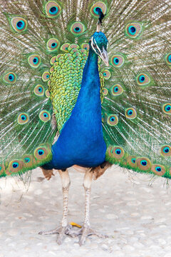 Croatia, Dubrovnik. Peacock in courtship display on Lokrum Island. Acclimated due to no predators.