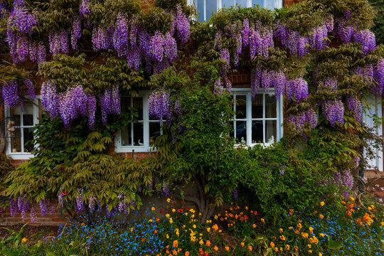 Great Britain, England, York. Wisteria flowers hang outside home. 