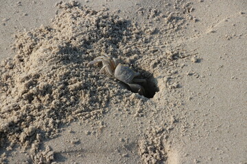 Ghost Crab, Corsons Inlet, NJ