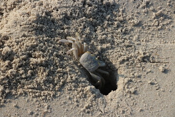 Ghost Crab, Corsons Inlet, NJ