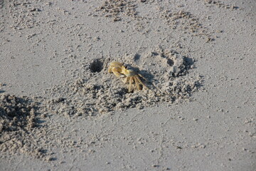 Ghost Crab, Corsons Inlet, NJ