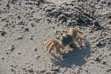 Ghost Crab