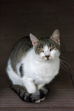 A cat, Mostar, Bosnia and Herzegovina