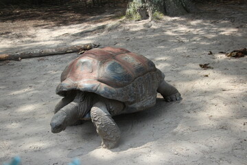 giant galapagos turtle