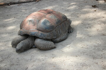 giant galapagos turtle
