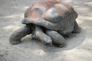 giant galapagos turtle