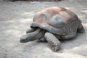 giant galapagos turtle