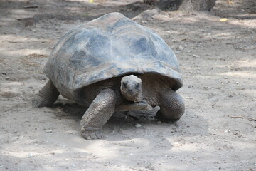 giant galapagos turtle