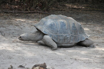 giant galapagos turtle