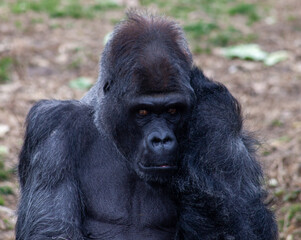 Gorilla Sitting and Thinking