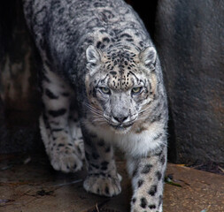 Snow Leopard Walking Forward