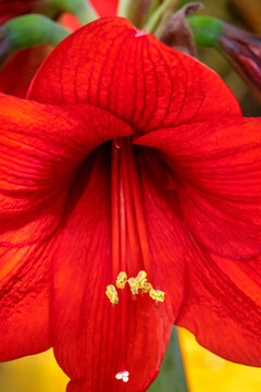 Red amaryllis