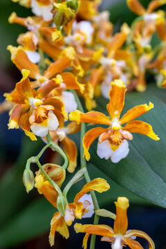 Hilo firecracker, lucky strike orchid