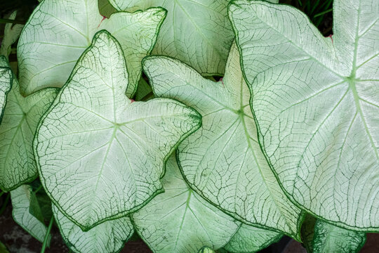 Caladium leaves