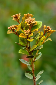 Coastal plain staggerbush