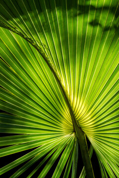 Sabal palm