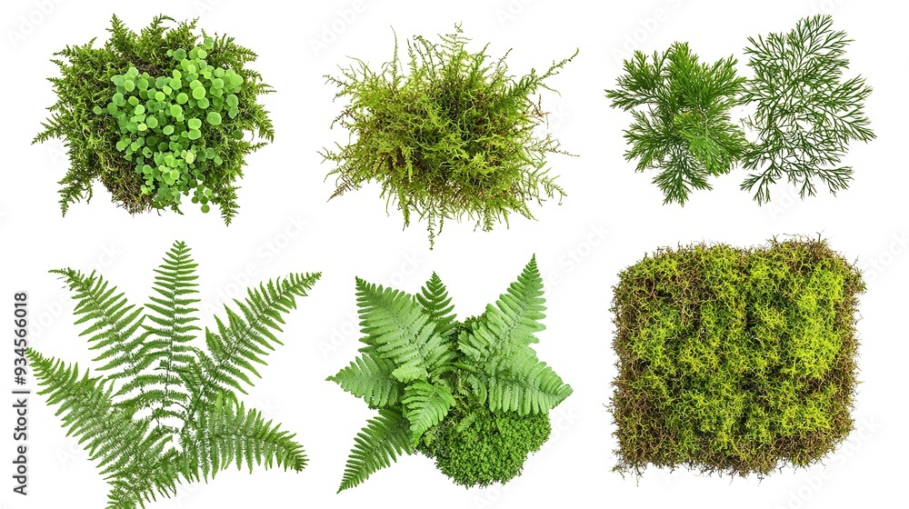 Canvas Prints collection of ferns and moss, isolated on a white background