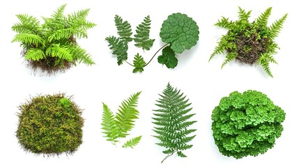 collection of ferns and moss, isolated on a white background