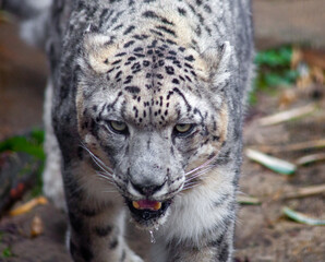 Snow Leopard Moving Stealthy