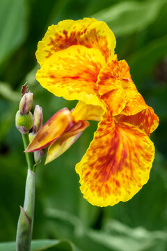 Yellow canna lily