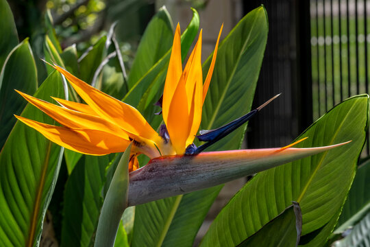 Bird of Paradise flower
