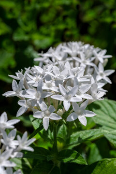 White penta flowers