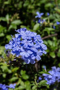 Plumbago plant
