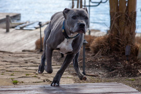 Dog running up a path from a lake