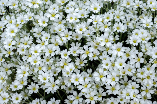 Snow-in-summer flowers