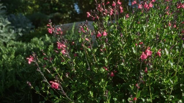 Vibrant pink salvia microphylla flowers in a sunny outdoor garden in puglia, italy.