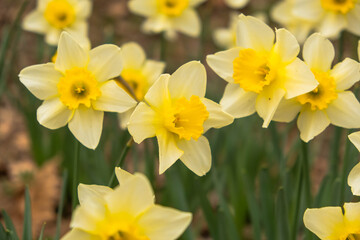 Fototapeta premium Daffodils in Bloom: A Beautiful Spring Landscape