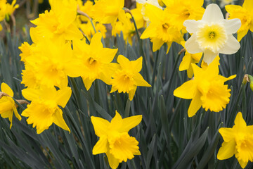 Daffodils in Bloom: A Beautiful Spring Landscape