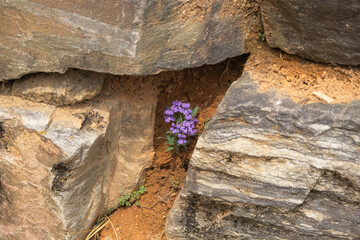 Vibrant Wildflowers in Nature: A Celebration of Beauty