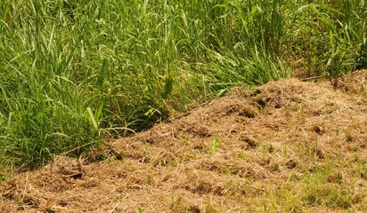 Erba verde e erba tagliata ed essiccata, fieno	 