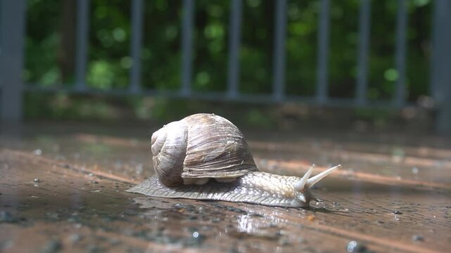 slow wet nature close-up slimy animal macro spiral shell gastropod background snail closeup