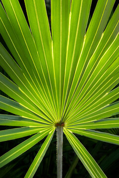Detail of saw palmetto foliage