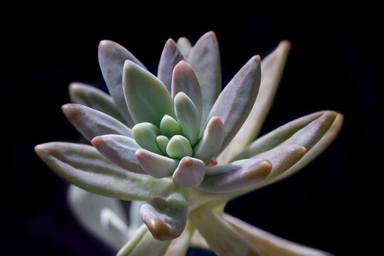 Graptosedum Francesco Baldi succulent