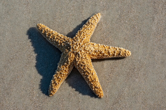 Giant sea star on the beach