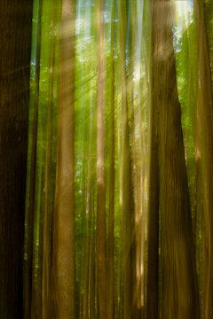 The diffuse sunrays stream through tall trees in a green forest.
