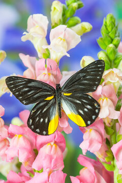 Jezebels Butterfly, Delias species in the Pieridae family